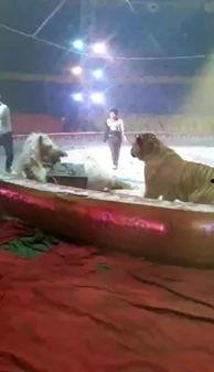 脱皮动物视频,探索脱皮动物的奇妙蜕变之旅