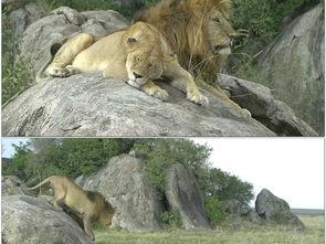 非洲狮子视频,草原霸主的风采与生活揭秘