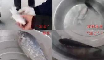 冻鱼的视频,冻鱼视频揭秘烹饪技巧与风味