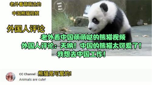 外国人看熊猫的视频